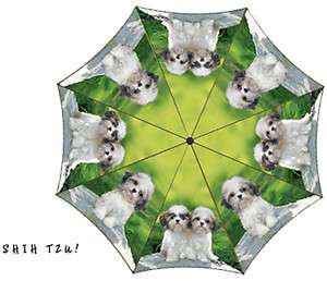 Keith Kimberlin Shih Tzu Puppies Umbrella Shihtzu dog dogs  