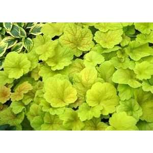  CORAL BELLS ELECTRIC LIME / 1 gallon Potted Patio, Lawn 