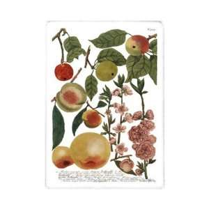  Weinmann Fruits II   Poster by Johann Wilhelm Weinmann 