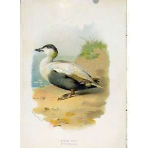   Thorburn C1883 Familiar Birds Eider Duck Print Color