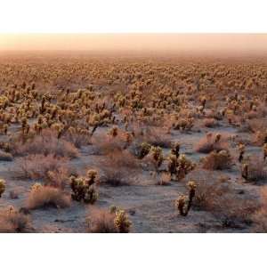 Detail of Creosote and Teddy Bear Cholla at Sunrise Photographic 