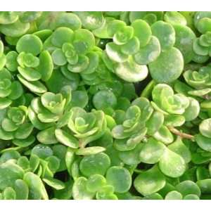  SEDUM tetractinum Chinese sedum 6 Pack Live Plants Patio 