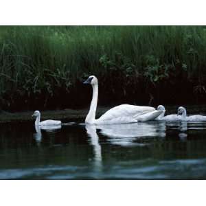 Trumpeter swan and cygnets swim in pond, Yellowstone National Park 