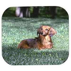  Longhaired Dachshund Full Body Mouse Pad
