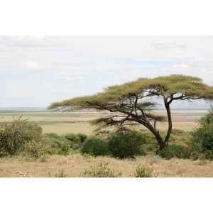  Landschaft in Afrika   Peel and Stick Wall Decal by 