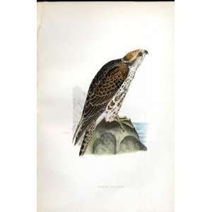  Saker Falcon Bree H/C 1875 Old Prints Birds Europe