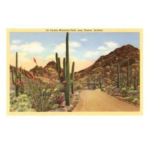  Saguaros and Ocotillo, Tucson, Arizona Giclee Poster Print 