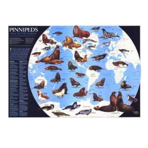  Pinnipeds Around The World Map 1987 Premium Poster Print 