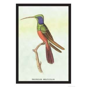   Multicolor Animals Giclee Poster Print by Sir William Jardine, 24x32