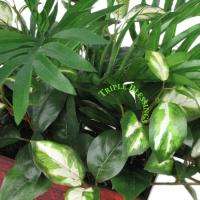 Areca and Hoya branches can be arranged individually. Great for 