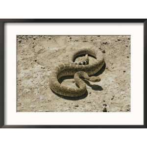 diamondback rattlesnake curves its way across the desert Framed Art 
