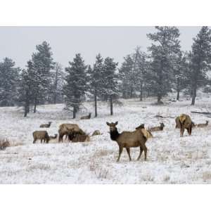  Elk Herd, Flagstaff Mountain, Colorado, United States of 