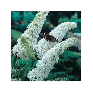  Butterfly Bush white 4 Pot Patio, Lawn & Garden
