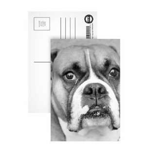  A picture of a Boxer Dog   Postcard (Pack of 8)   6x4 inch 