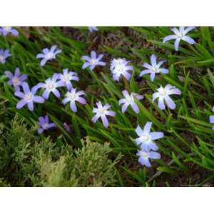  Blue Wildflower, Rochester, New York, USA Premium 