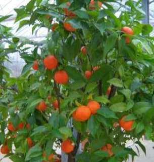 Citrus mitis   calamondin   5 seeds  