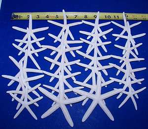 100 White Pencil Starfish Seashells Beach Crafts 3 5 WEDDING FAVOR 