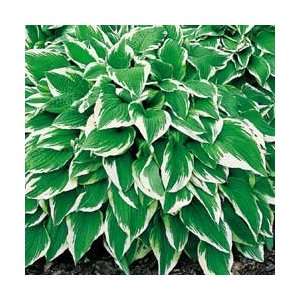  White Edged Hosta