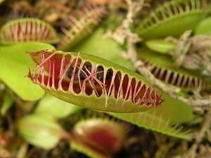 Venus Flytrap Plants Dionaea Carnivorous Eat Bugs Big Jaws Nice Gift 