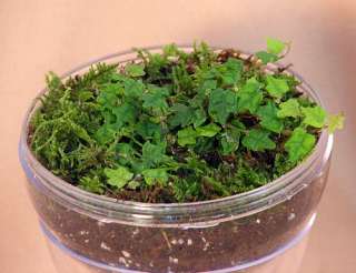 Living Moss Bio Dome Terrarium with Miniature Ivy  