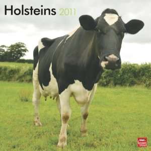  Holsteins 2011 Wall Calendar 12 X 12