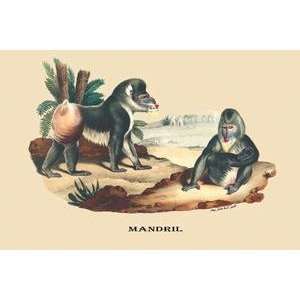  Vintage Art Mandril   08901 6