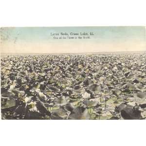  1908 Vintage Postcard   Lotus Beds   Grass Lake Illinois 