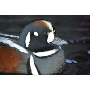  Harlequin Duck Taxidermy Photo Reference CD Sports 