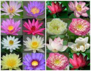 16 Packs Water lily+Lotus seeds POND PLANTS + Free Doc  