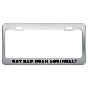 Got Red Bush Squirrel? Animals Pets Metal License Plate Frame Holder 