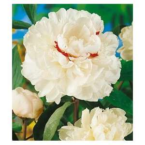  Peony   Festiva Maxima Patio, Lawn & Garden