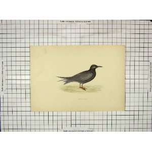    Morris 1903 Hand Coloured Print Bird Black Tern