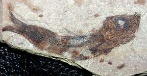 Clupea sardinites   BEAUTIFUL   very well preserved fossil fish  