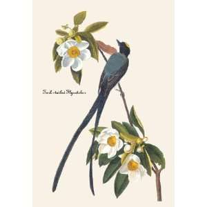 Exclusive By Buyenlarge Fork Tailed Flycatcher 20x30 poster  