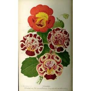  and Pomologist. A Pictorial Monthly Magazine of Flowers, Fruits 