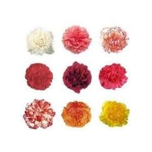   Standard Carnations   175 stems (Red, White, Pink, and Novelty colors