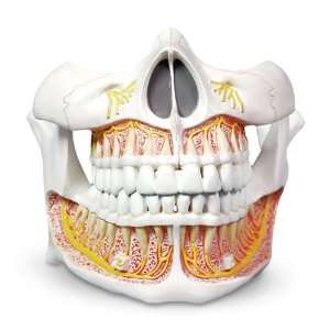  Nasco   Permanent Teeth Model Industrial & Scientific