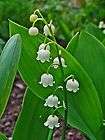 lily of the valley plants  