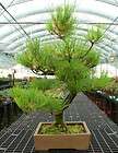 Bonsai Tree Japanese Black Pine Specimen JBPST 1122B