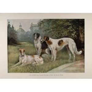  1899 Print Borzoi Russian Wolfhounds Schultz Dratzig 