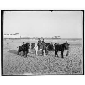  Ponies on the beach,Atlantic City,N.J.