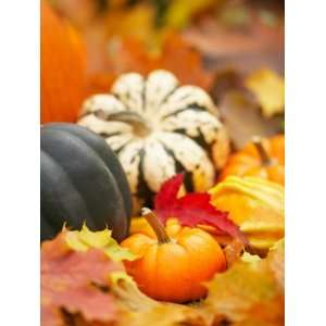  Harvest Still Life with Pumpkin and Squash Stretched 