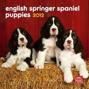  English Springer Spaniel Puppies 2012 Mini Wall Calendar 