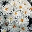 Perennial Chrysanthemum *CRAZY DAISY 20 SEEDS + GIFT