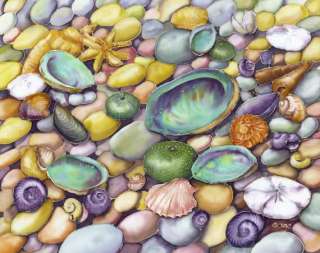 Paua Sea Shells Seashell Ocean Abalone Beach Mother Of Pearl Sand 