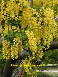 GOLDEN CHAIN TREE Laburnum Anagyroides 10 seeds  