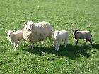 Sheep Husbandry Raising cd Homesteading Clothes Farming Wool Fur 30 bk 