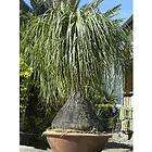 PONYTAIL PALM Beaucarnia recurvata 10 SEED A REAL CUTIE