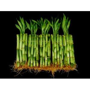  150 Stalks (15 Bundles) of 6 Inches Straight Lucky Bamboo 