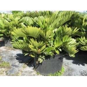  Cardboard Palm   collectors pkt of 100 cycad seeds Patio 